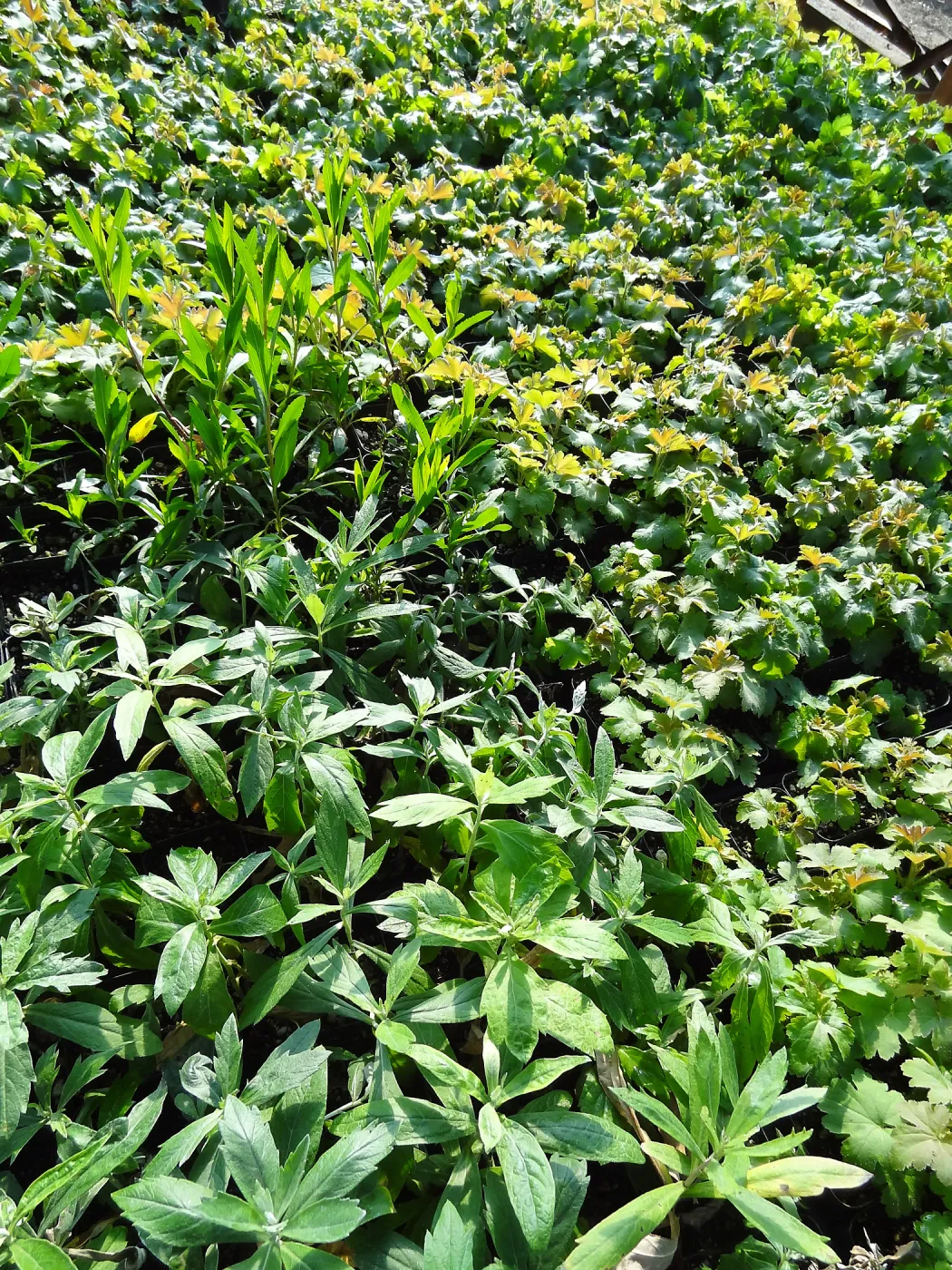 Horticulture nursery, Living collections nursery, plant propagation