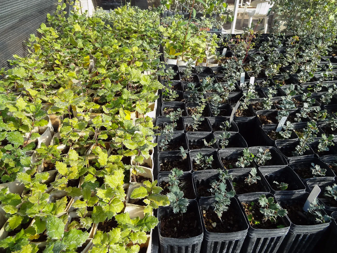 Horticulture nursery, Living collections nursery, plant propagation
