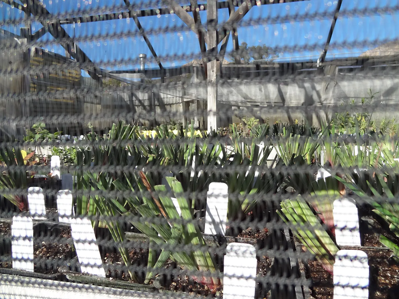 Plant propagation at the Horticulture nursery, Living collections nursery
