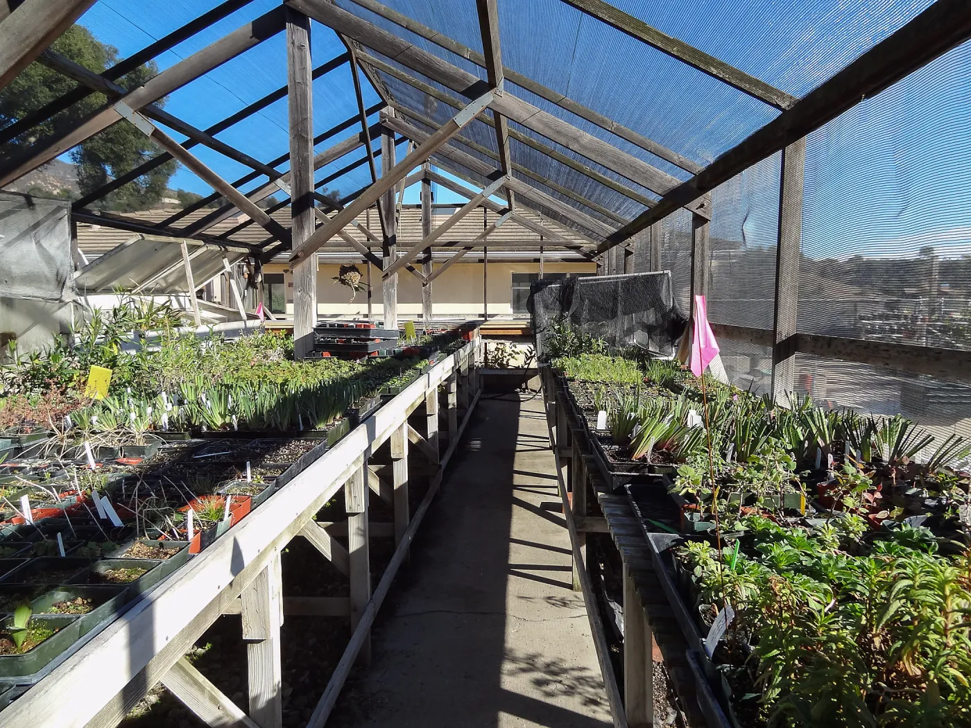 Plant propagation at the Horticulture nursery, Living collections nursery