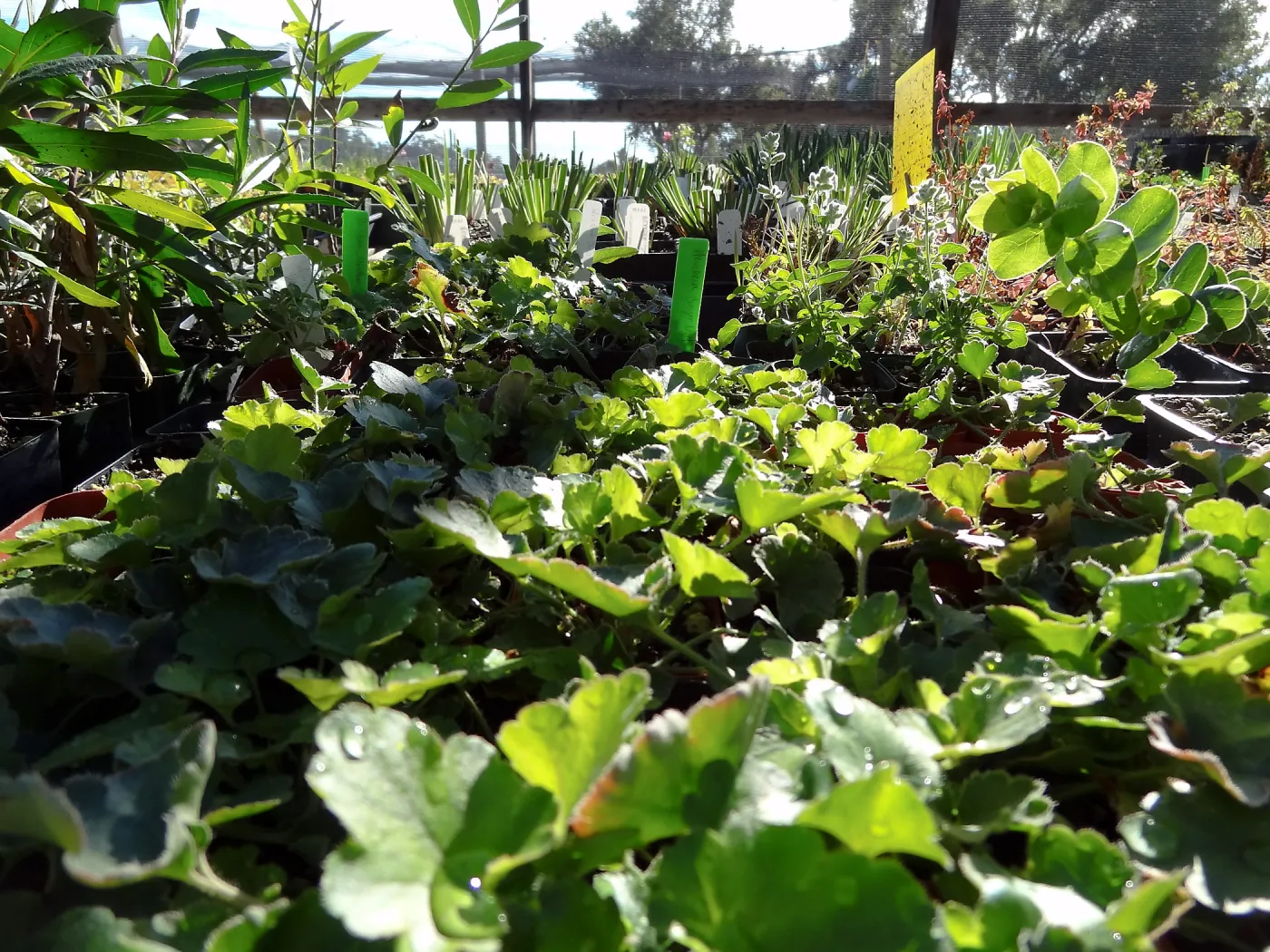 Plant propagation at the Horticulture nursery, Living collections nursery