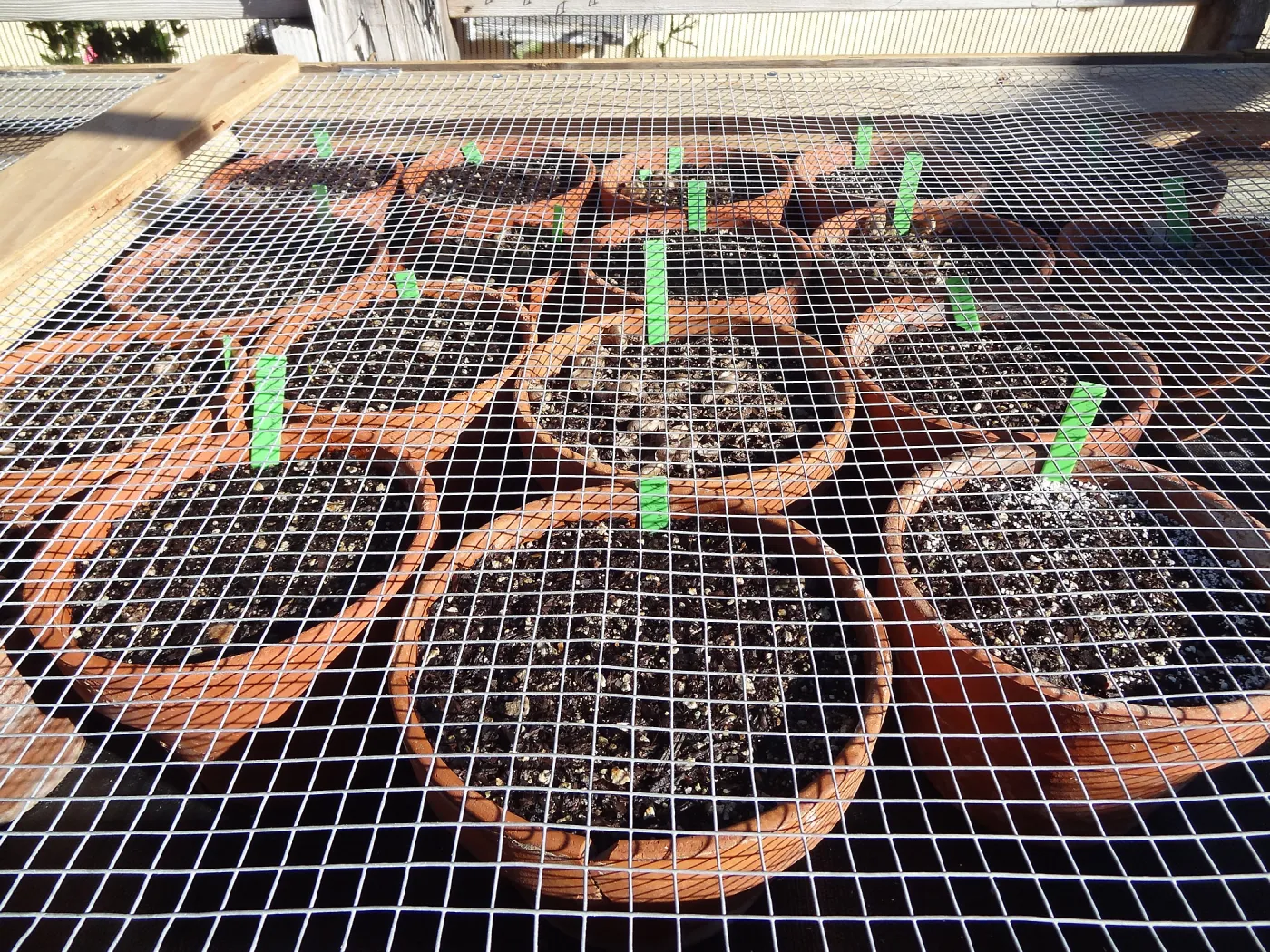 Plant propagation at the Horticulture nursery, Living collections nursery