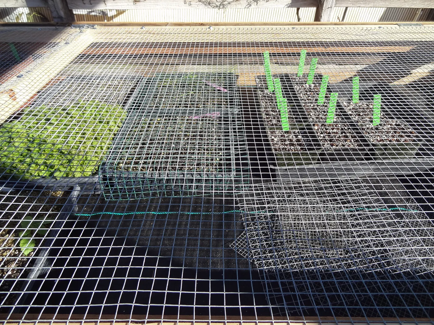 Plant propagation at the Horticulture nursery, Living collections nursery