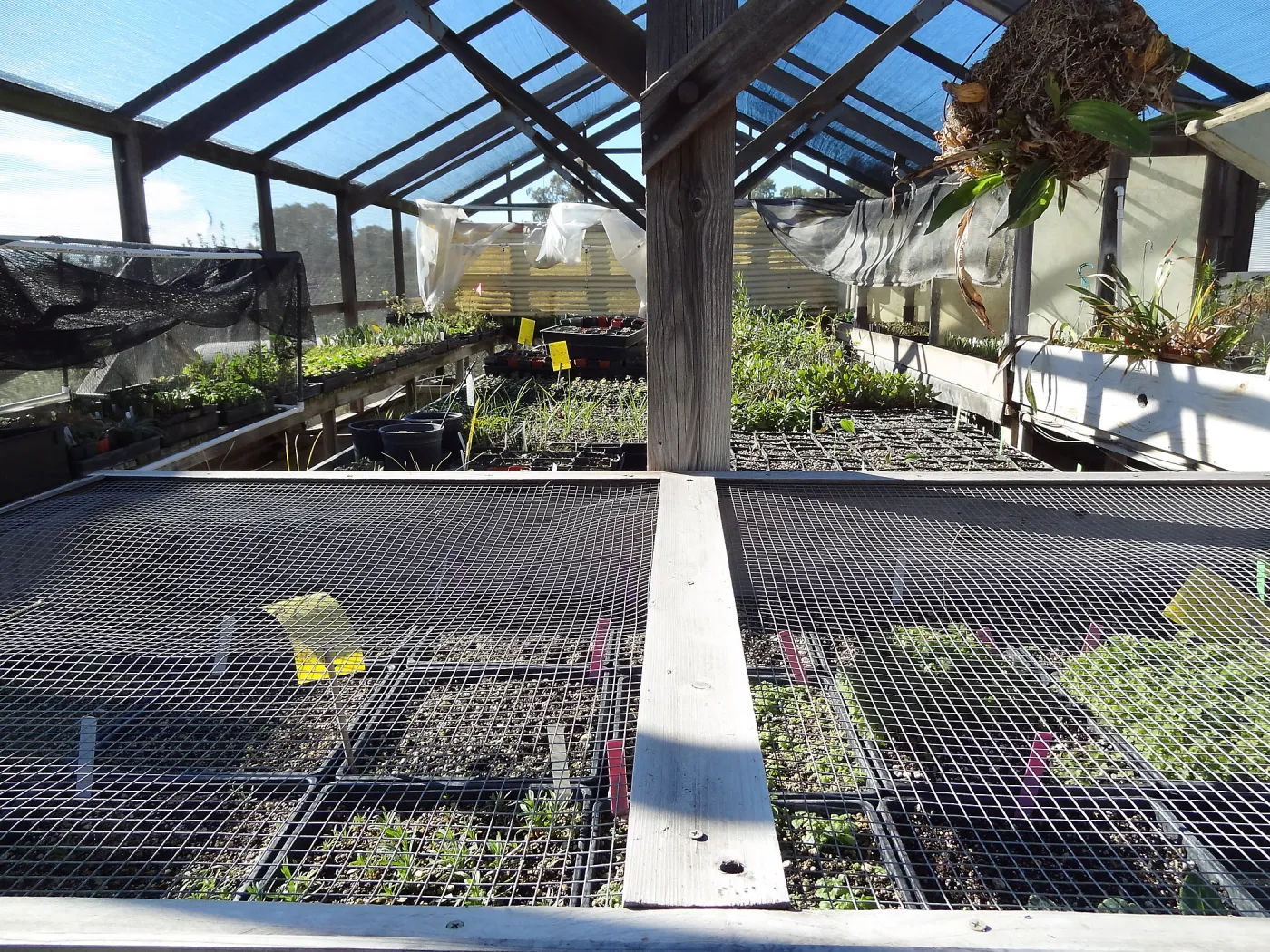 Plant propagation at the Horticulture nursery, Living collections nursery