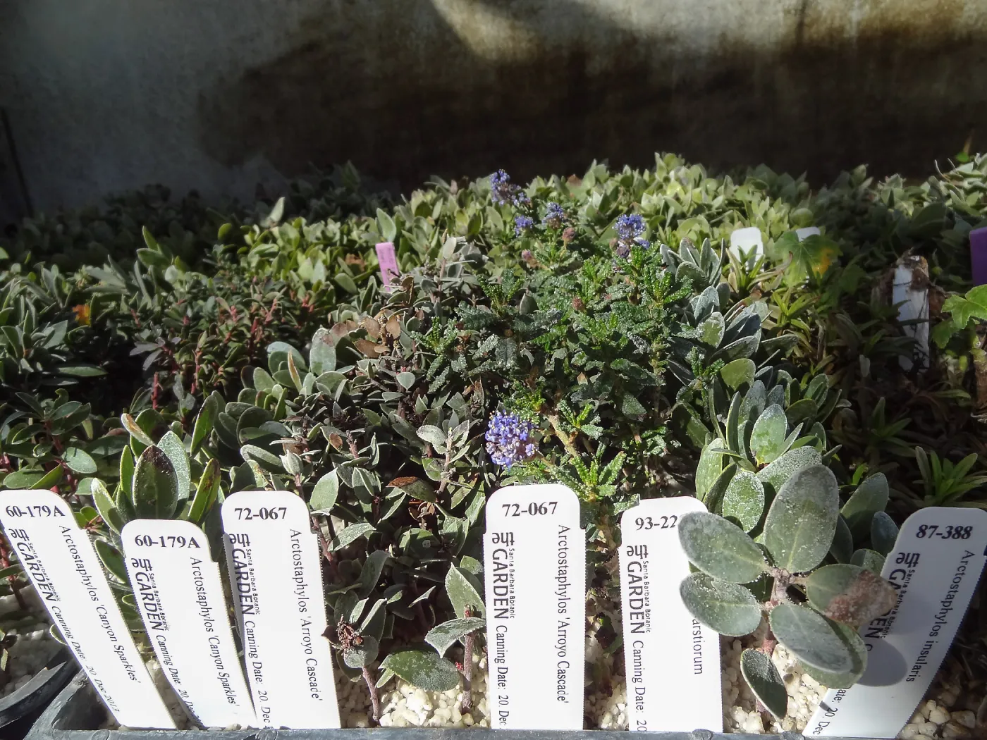 Plant propagation at the Horticulture nursery, living collections nursery, Hort unit