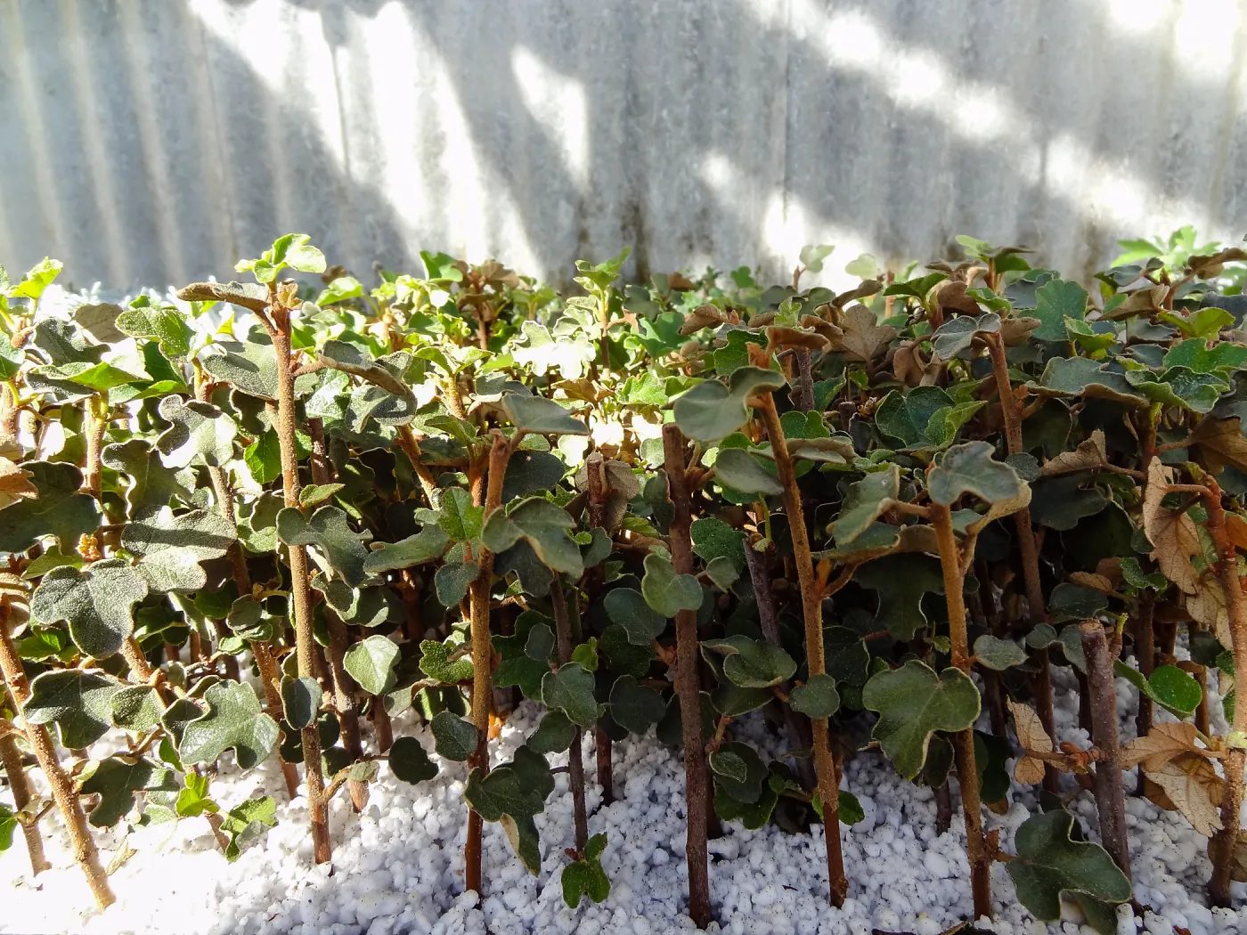 Plant propagation at the Horticulture nursery, living collections nursery, Hort unit