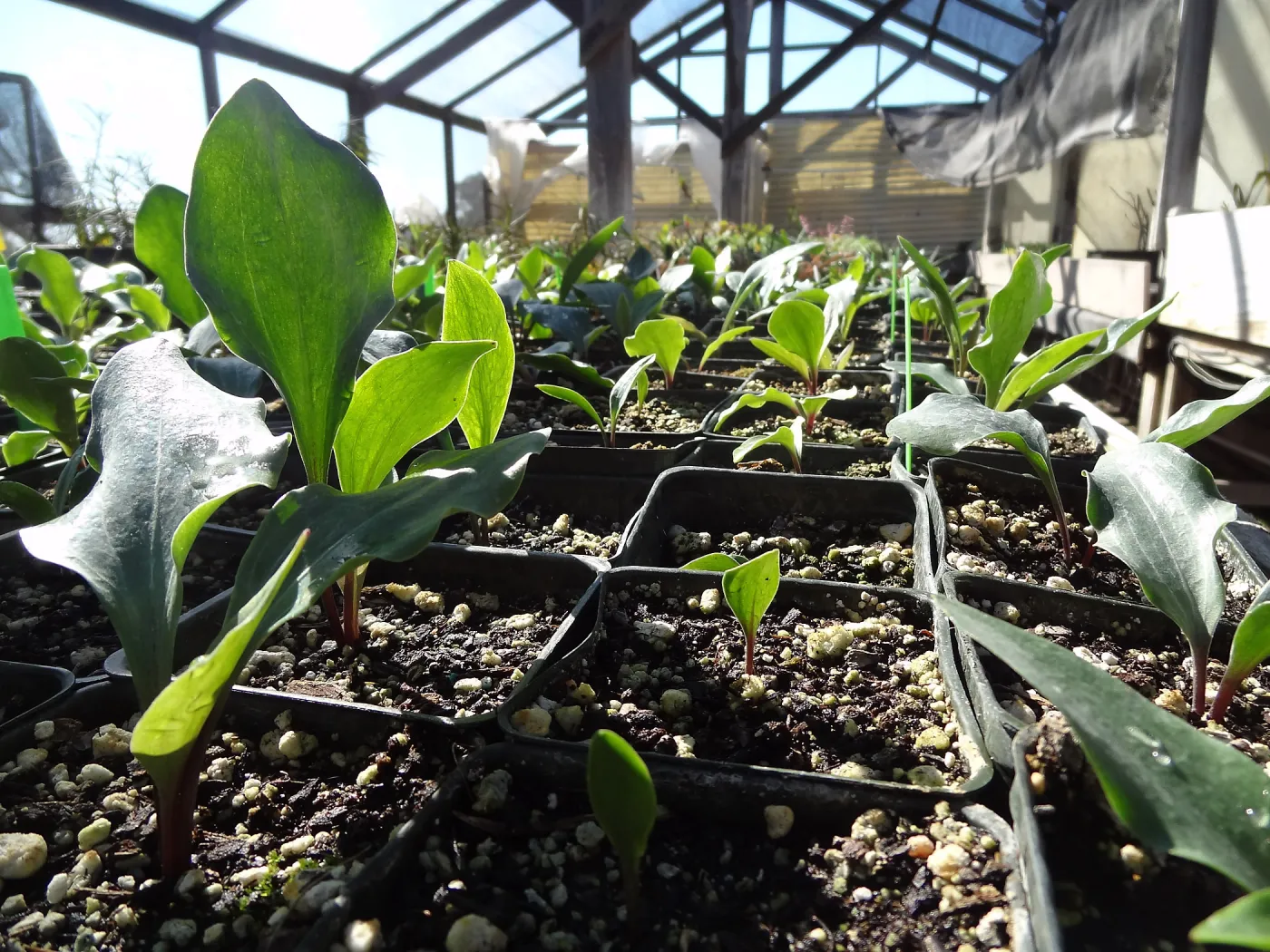 Plant propagation at the Horticulture nursery, living collections nursery, Hort unit