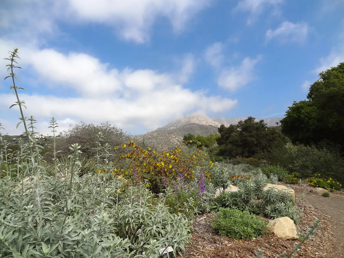 Porter Trail in bloom, Spring 2014