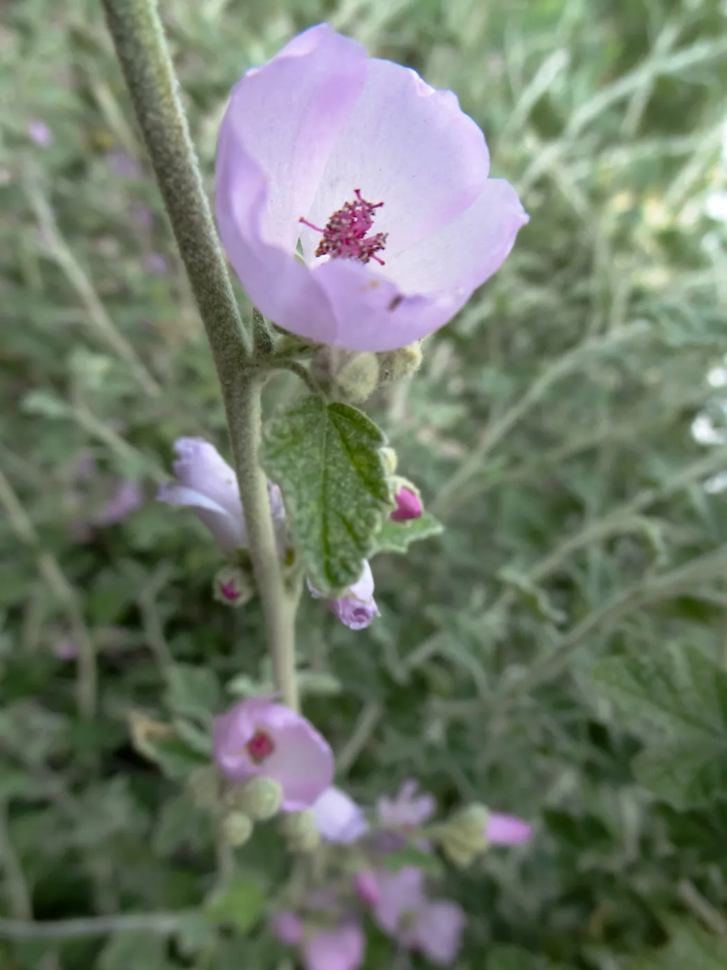 Porter Trail in bloom, Spring 2014