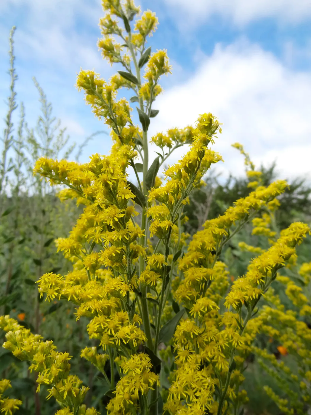 Porter Trail in bloom, Spring 2014
