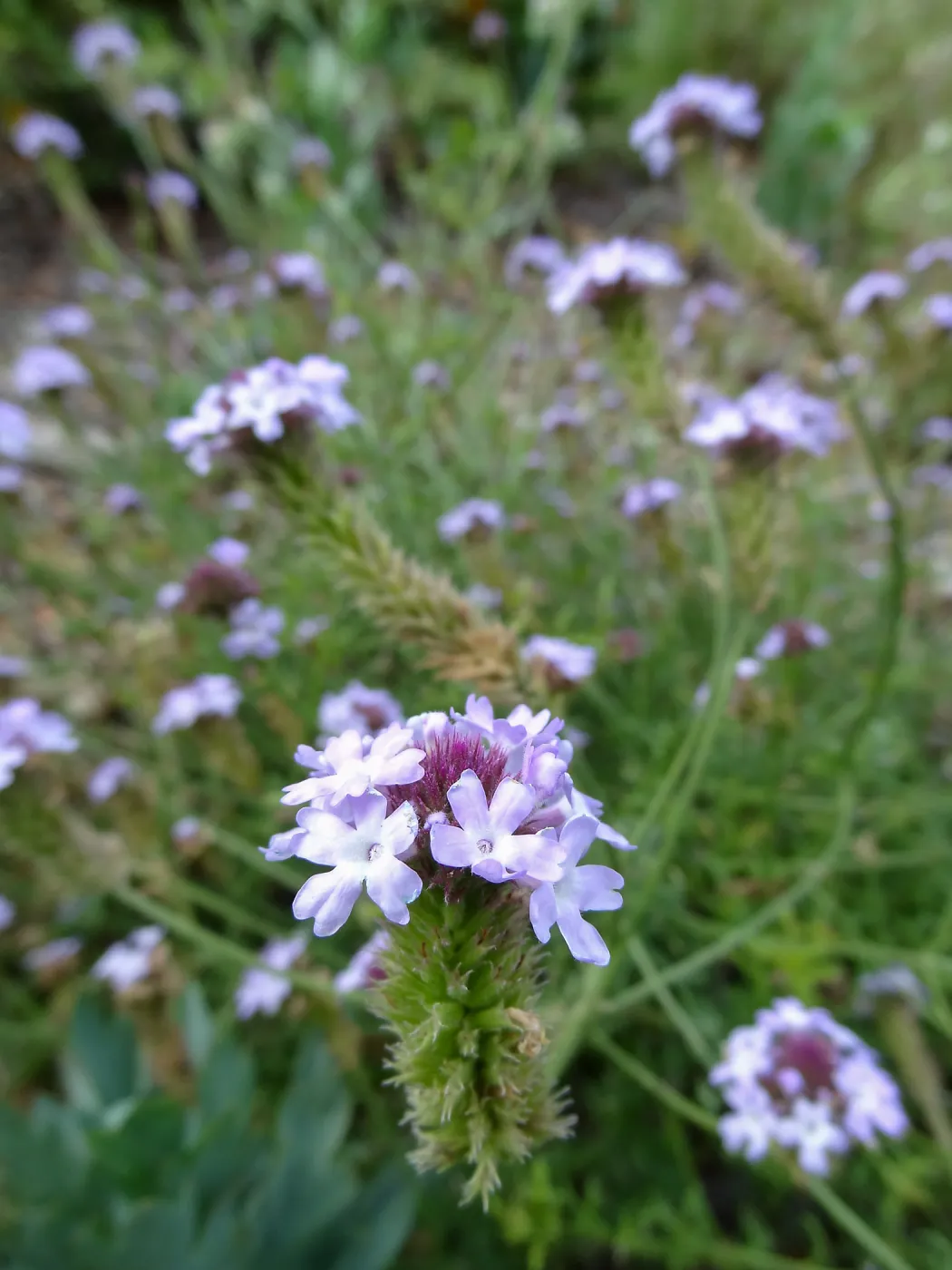 Porter Trail in bloom, Spring 2014