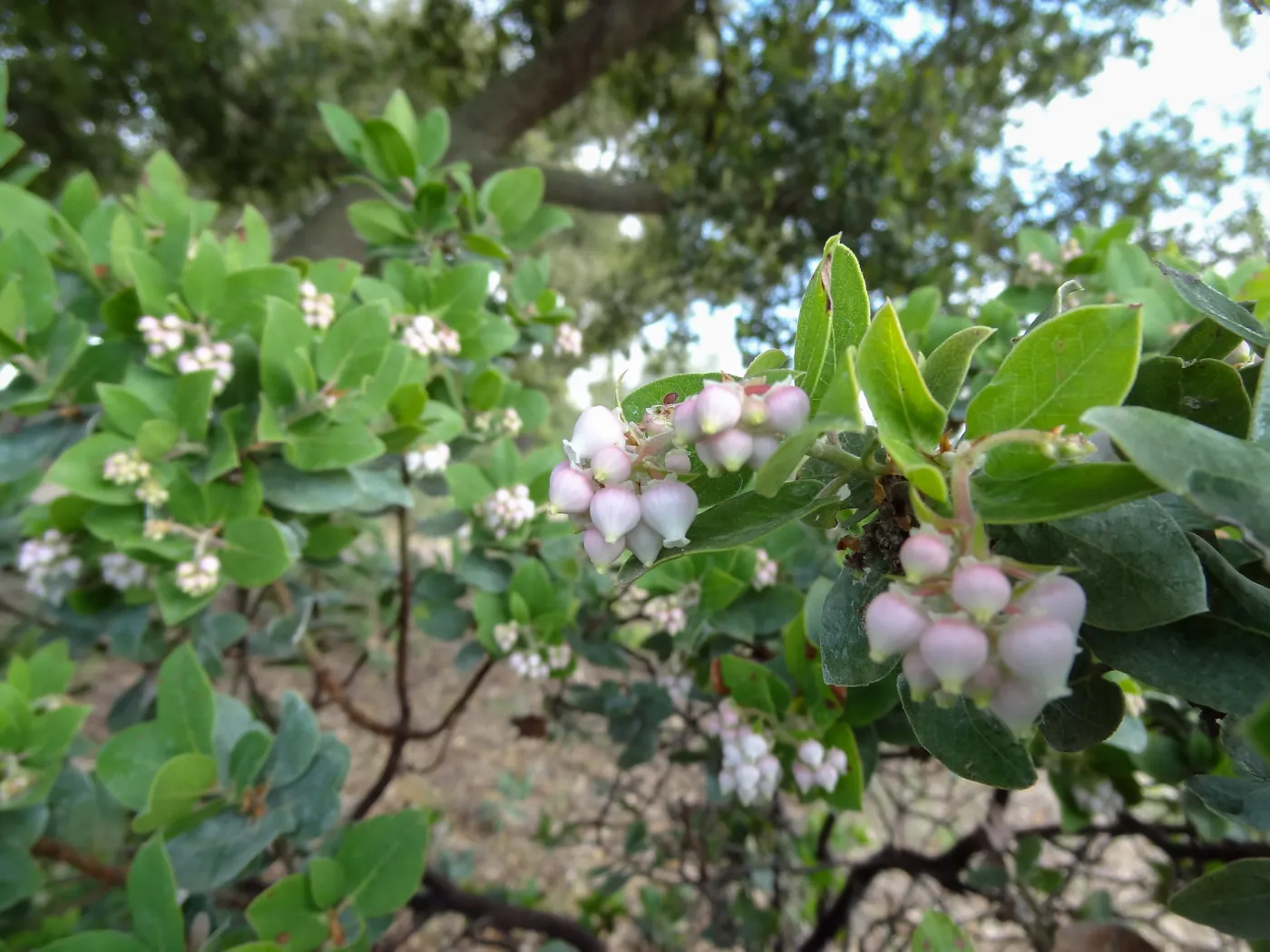 Porter Trail in bloom, Spring 2014 (Manzanita)
