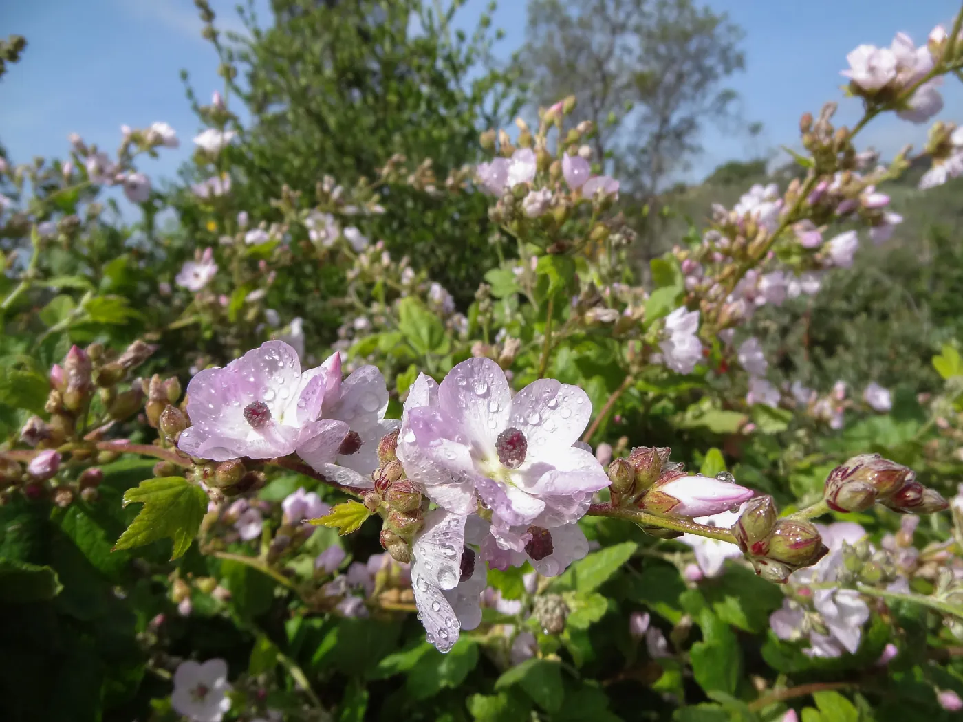 Porter Trail in bloom, Spring 2014