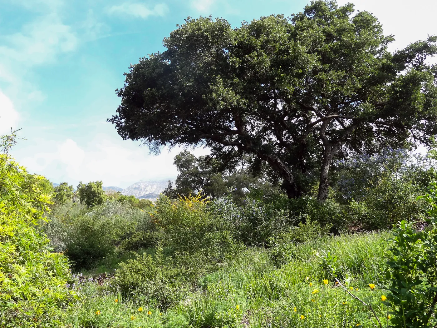 Porter Trail in bloom, Spring 2014