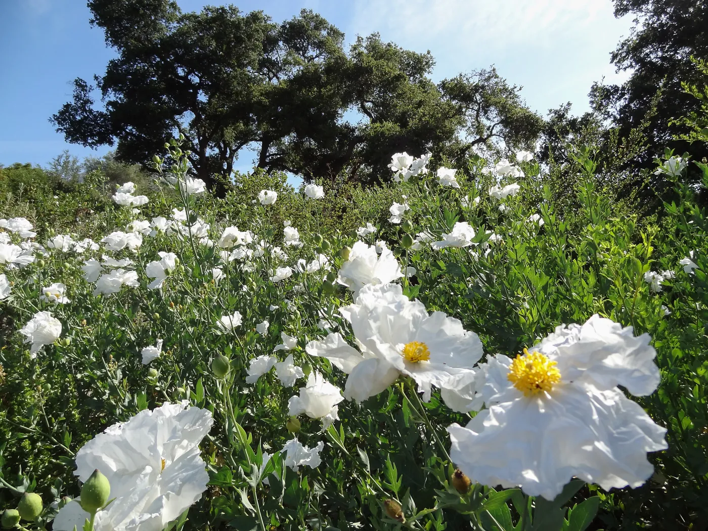 Matilja Poppy flowers, wildflowers blooming on the Porter Trail