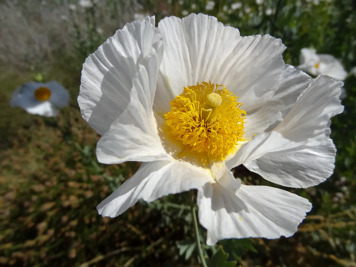 Matilija Poppy flower, Porter Trail, SBBG