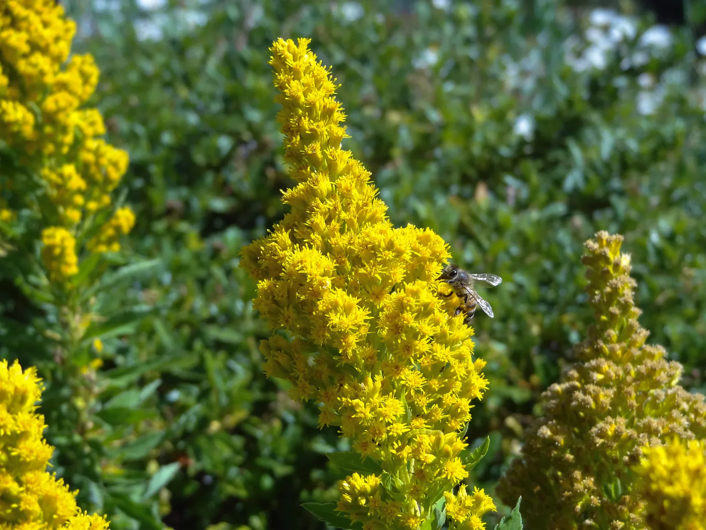 Solidago, Goldenrod, Porter Trail, SBBG