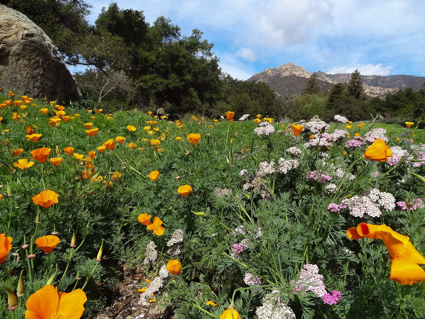 wildflowers in the lower Meadow, view to Santa Ynez Mountains