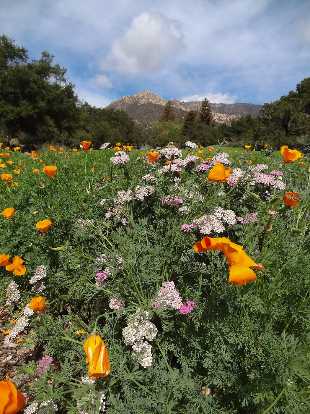 wildflowers in the lower Meadow, view to Santa Ynez Mountains