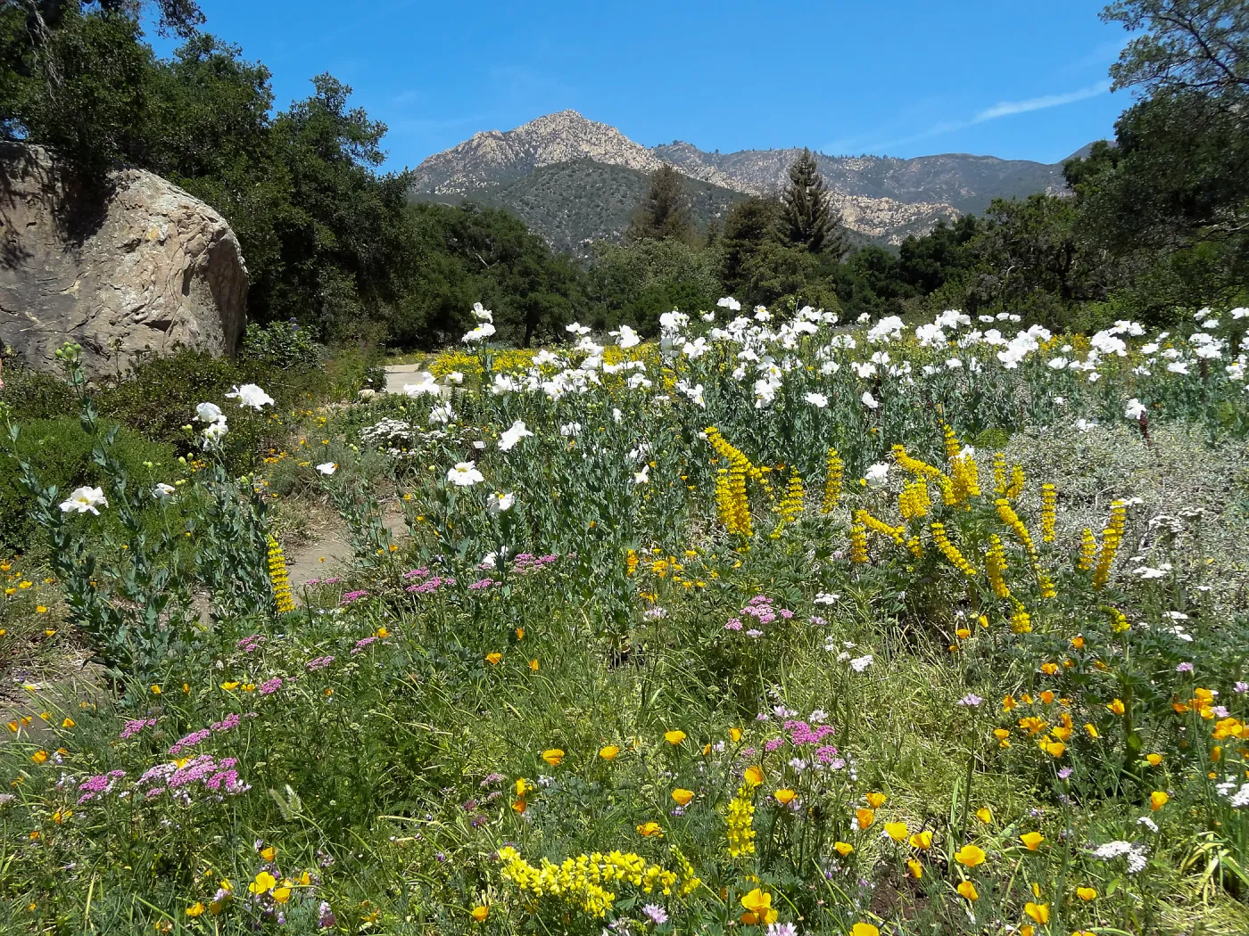 2014 spring wildflower Meadow, SBBG