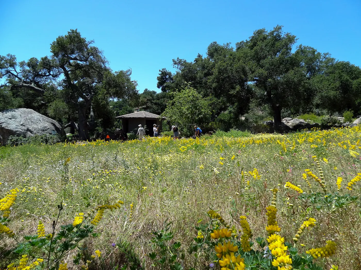 2014 spring wildflower Meadow, SBBG