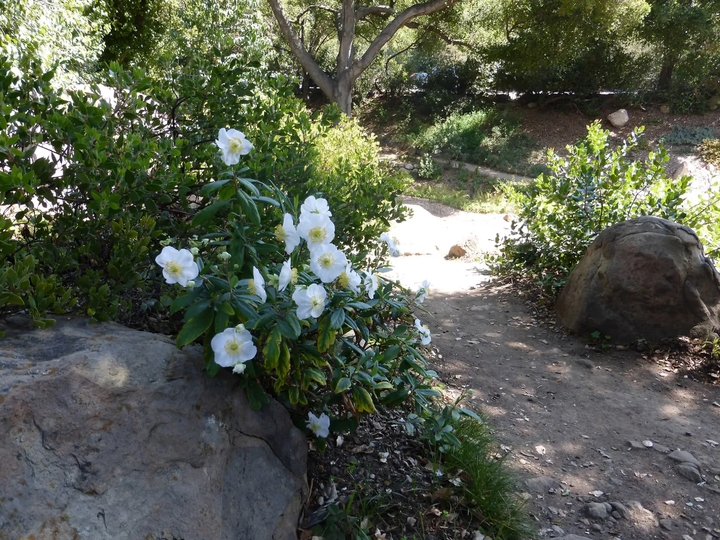 Carpenteria in bloom,path in Manzanita Section