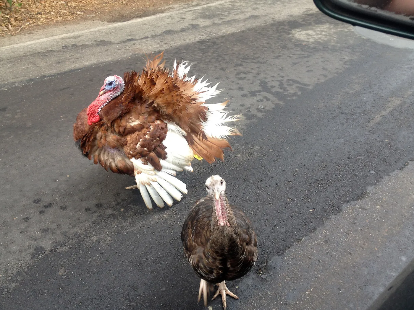 turkeys, Mission Canyon Road