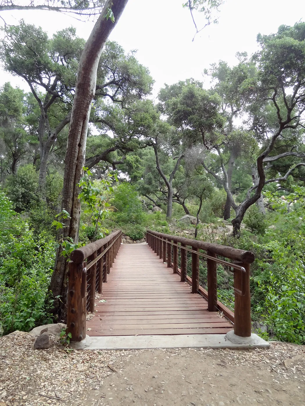 Campbell Bridge, 5 years post Jesusita Fire