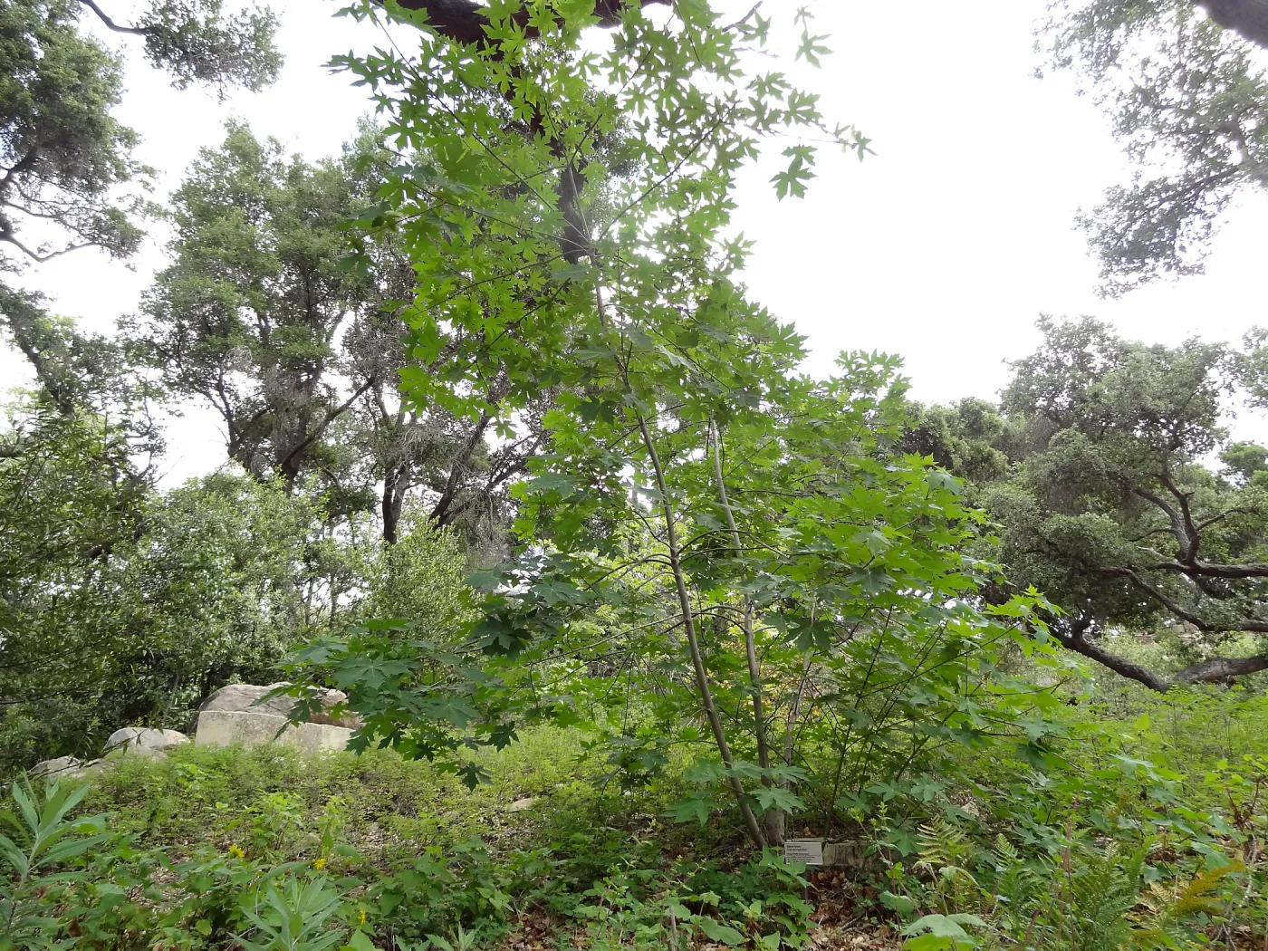 Big Leaf Maple near Campbell Bench 5 years post Jesusita Fire