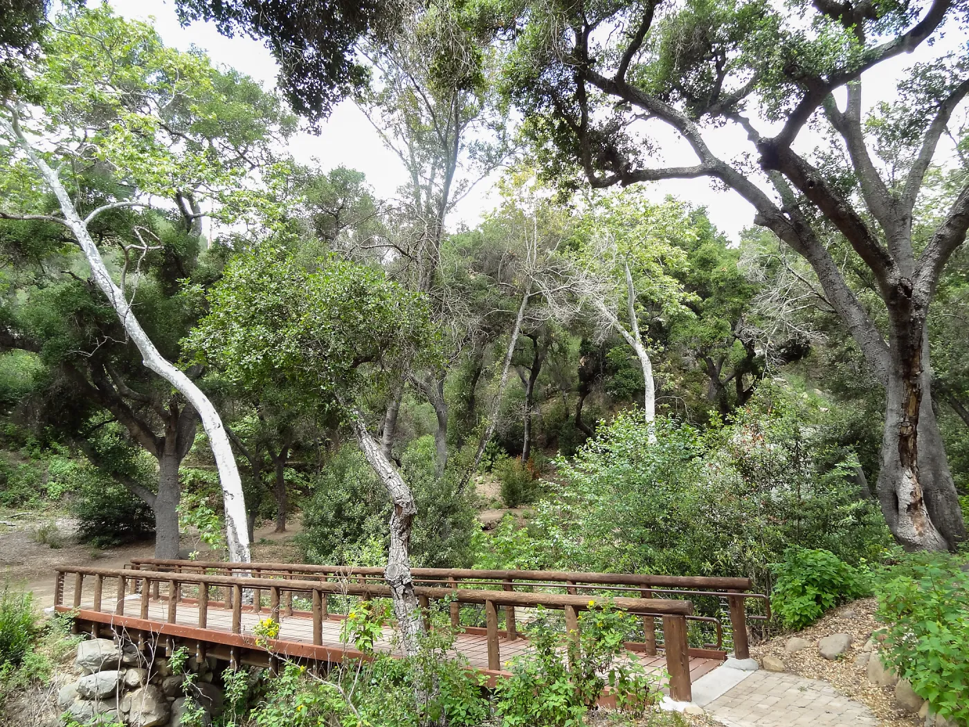 Campbell Bridge, 5 years post Jesusita Fire