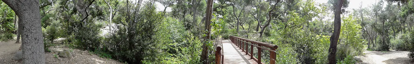 Canyon Trail and Campbell Bridge, 5 years post Jesusita Fire