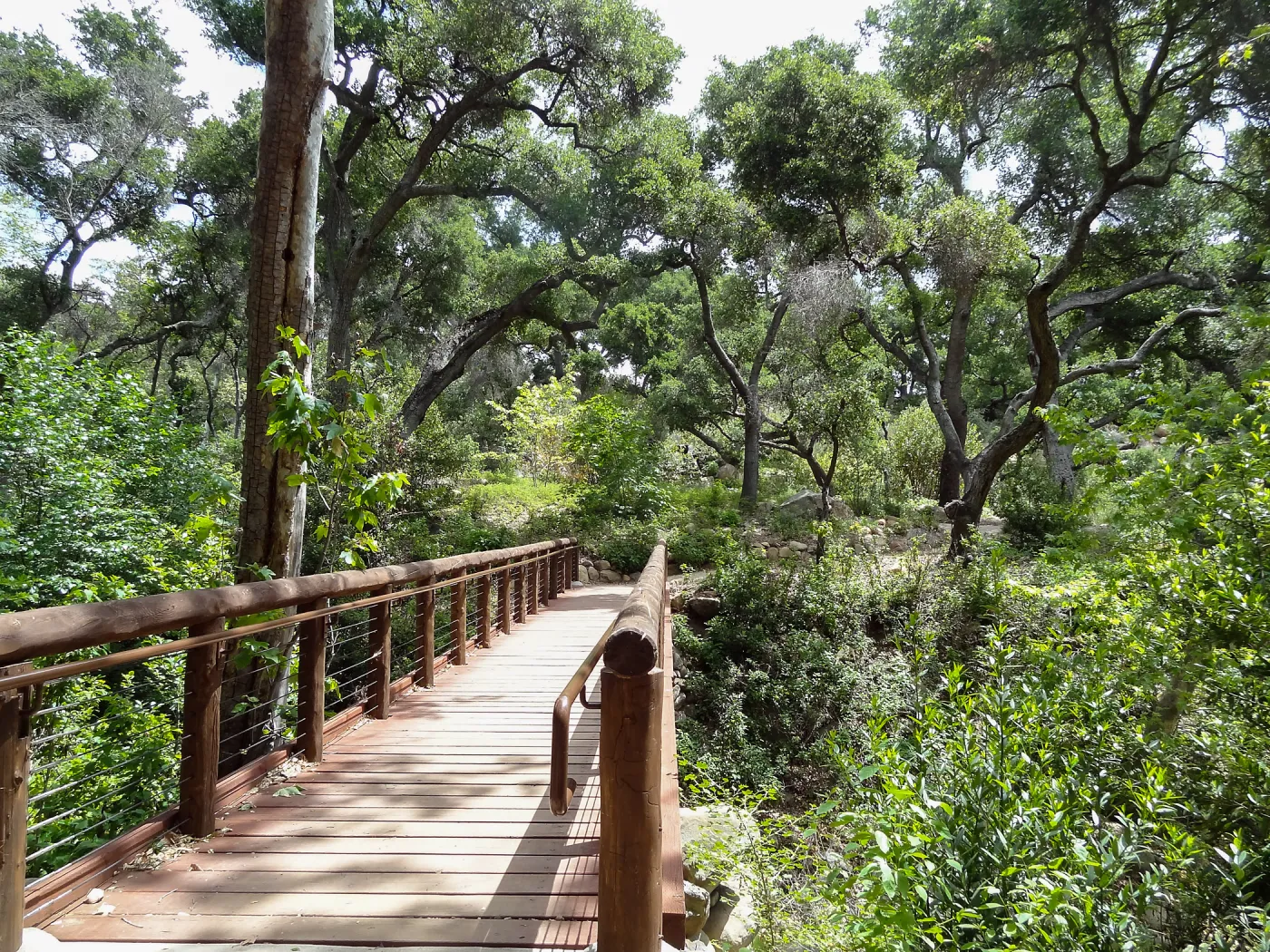 Campbell Bridge, 5 years post Jesusita Fire