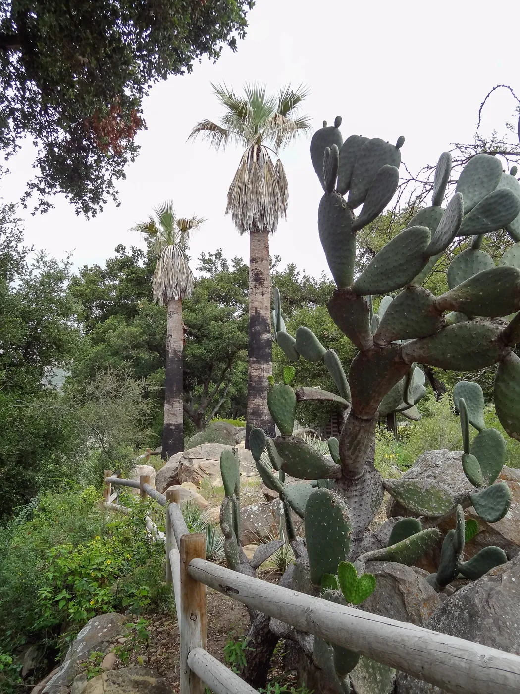 Desert Section, 5 years post Jesusita Fire