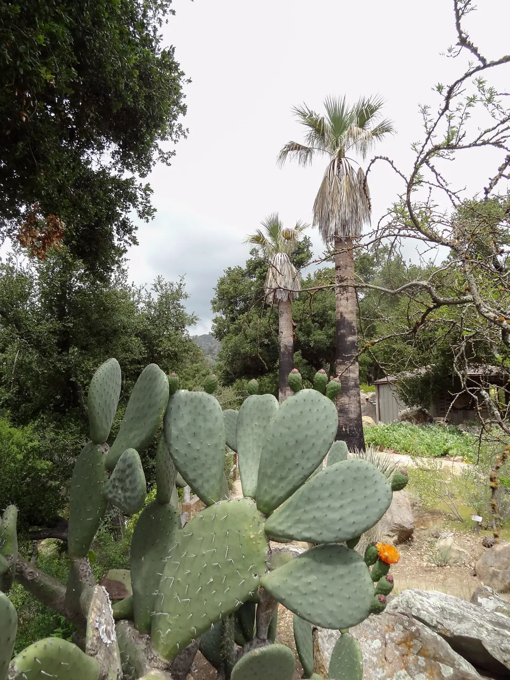 Desert Section, 5 years post Jesusita Fire