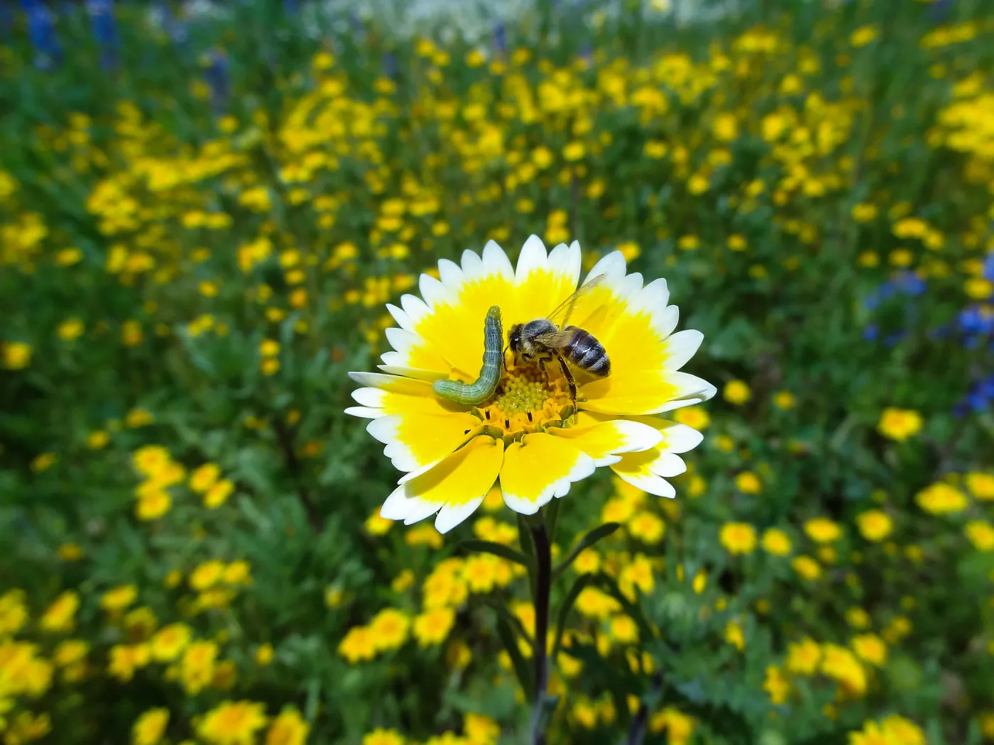 Tidytips with caterpillar and bee