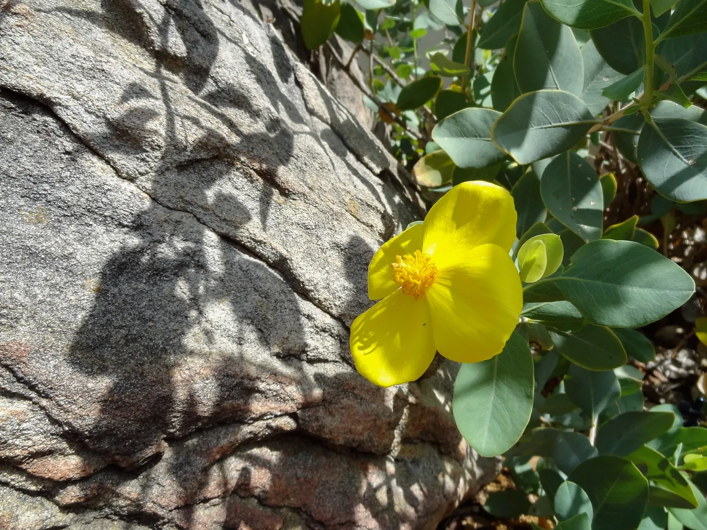 Dendromecon flower, sandstone boulder