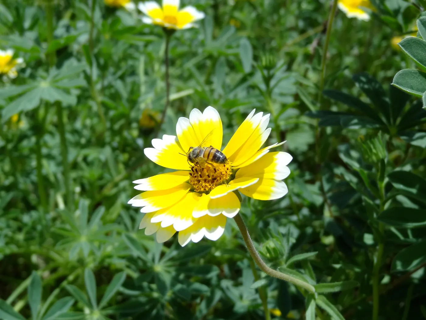 Tidytips with bee