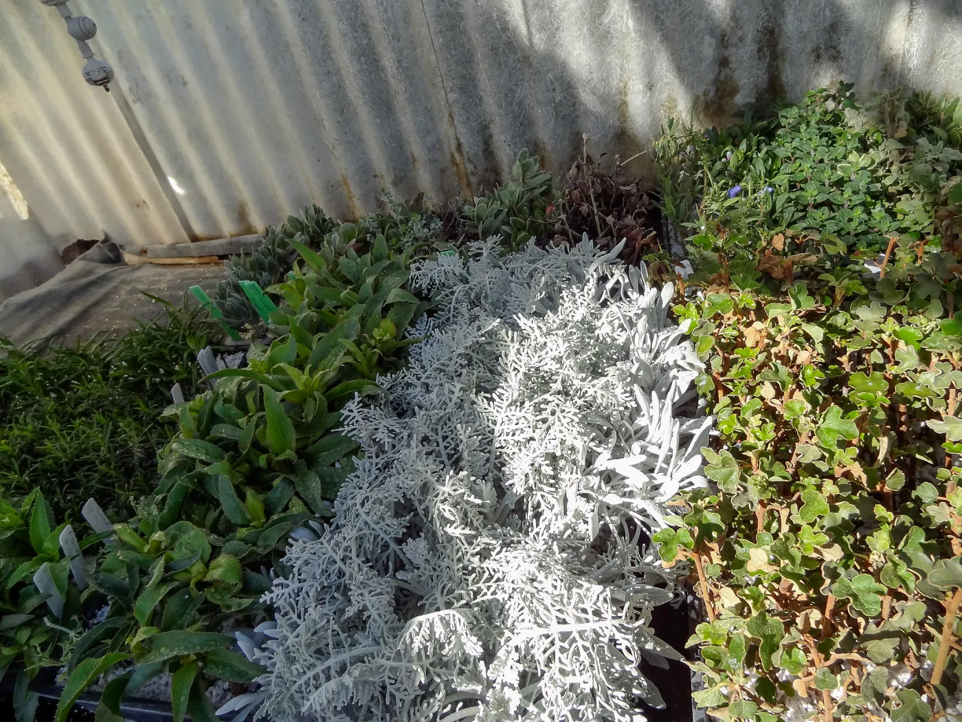 Hort Unit, plants and propagation beds