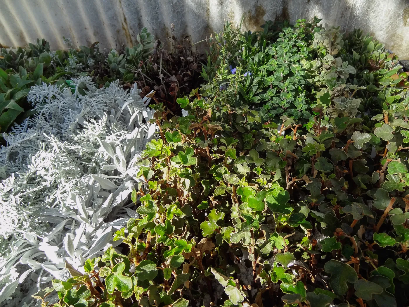 Hort Unit, plants and propagation beds
