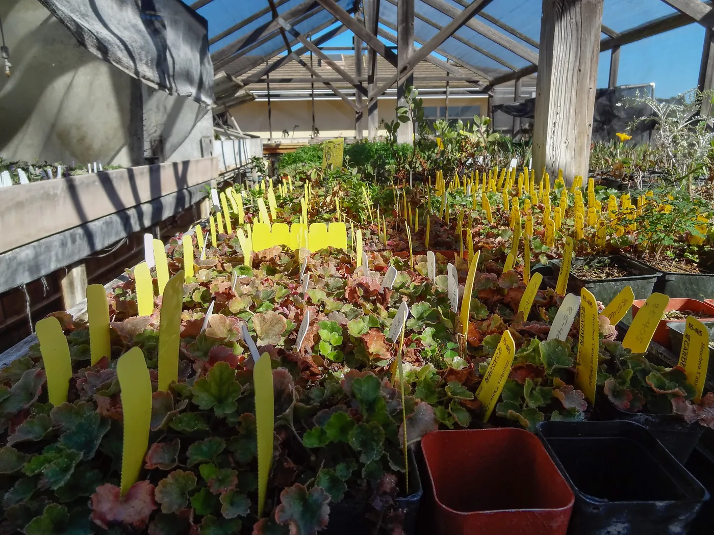 Hort Unit, plants and propagation beds