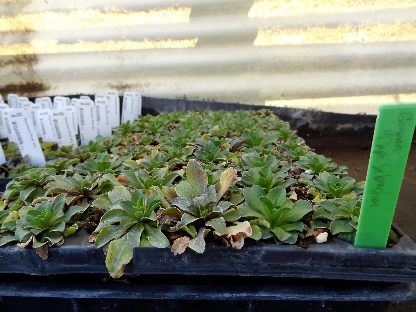 Hort Unit, plants and propagation beds