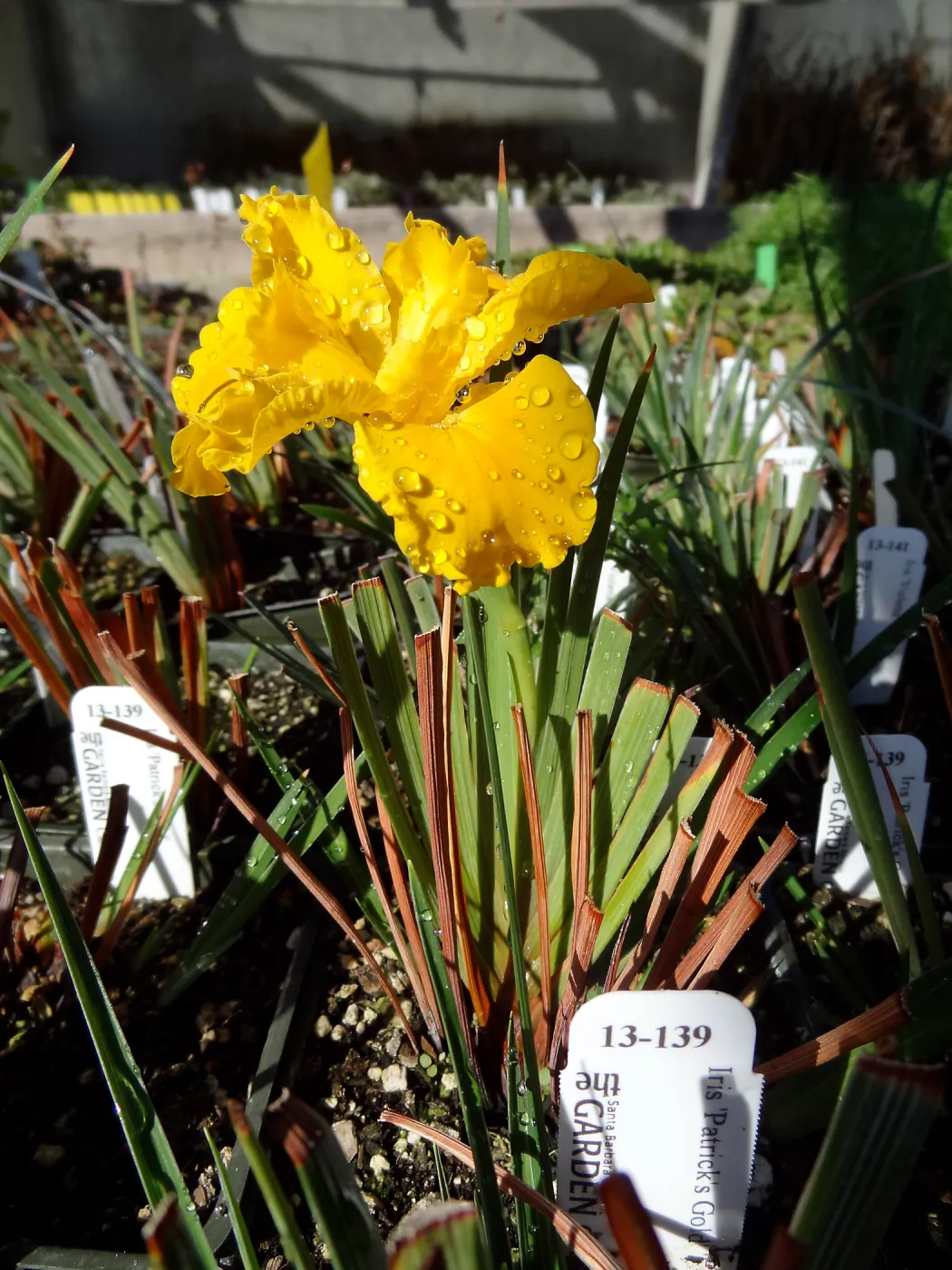 Hort Unit, plants and propagation beds