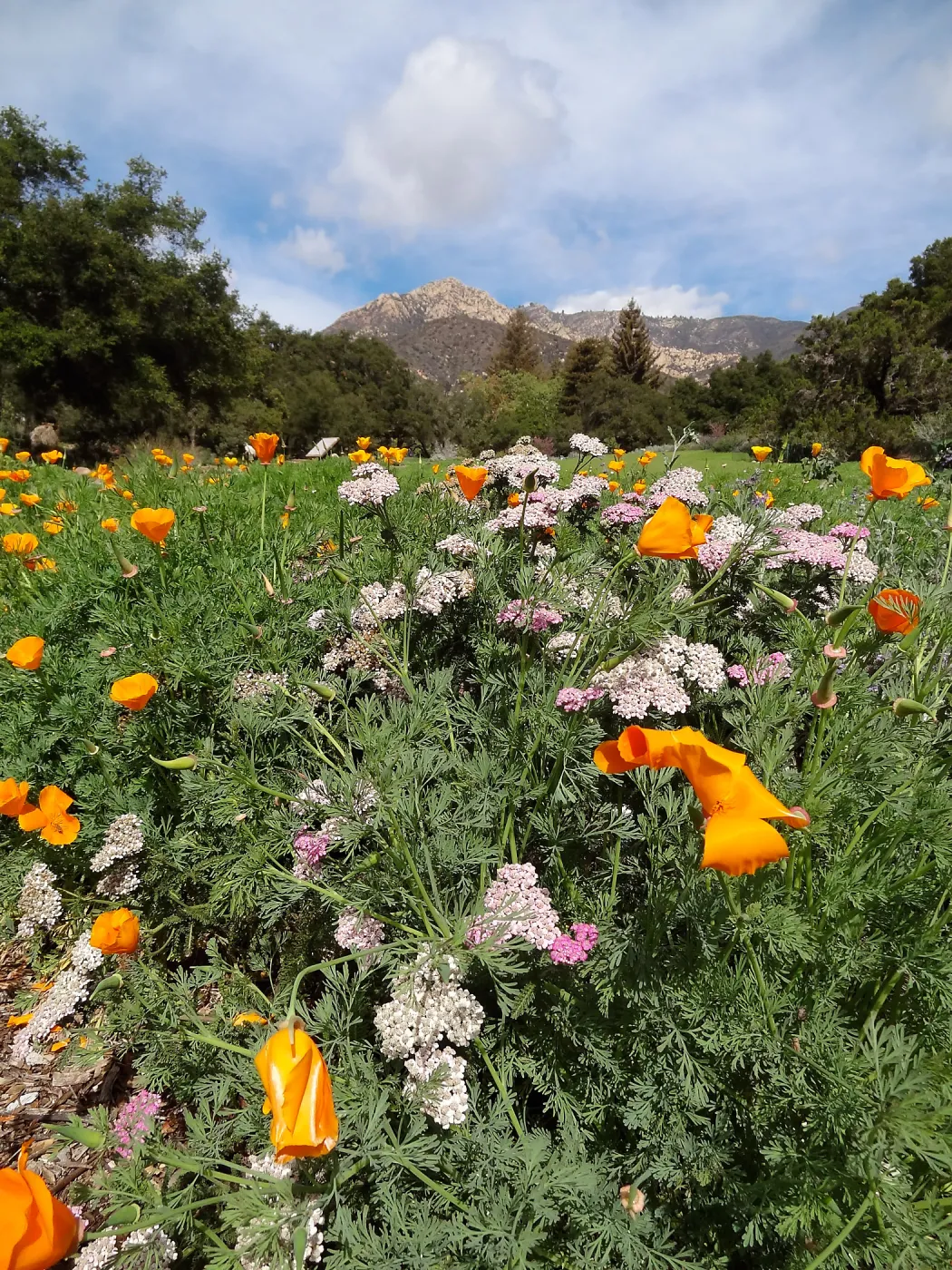 spring wildflowers, lower Meadow
