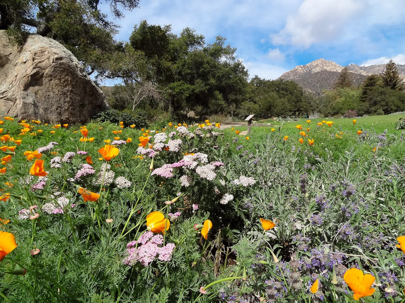 spring wildflowers, lower Meadow