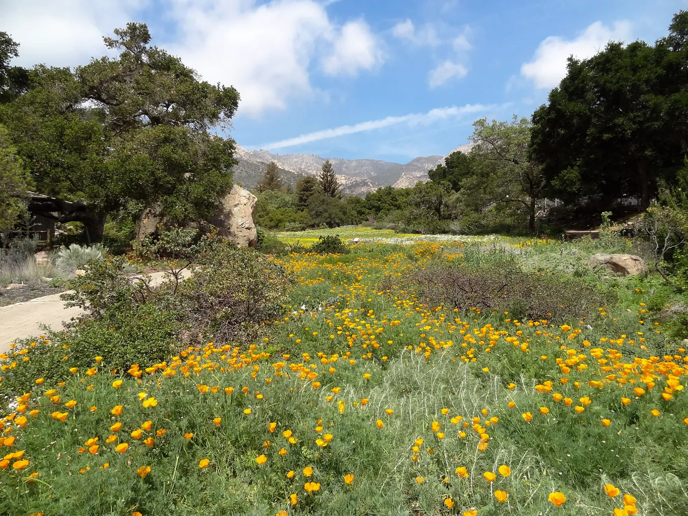 spring wildflower Meadow, 2014