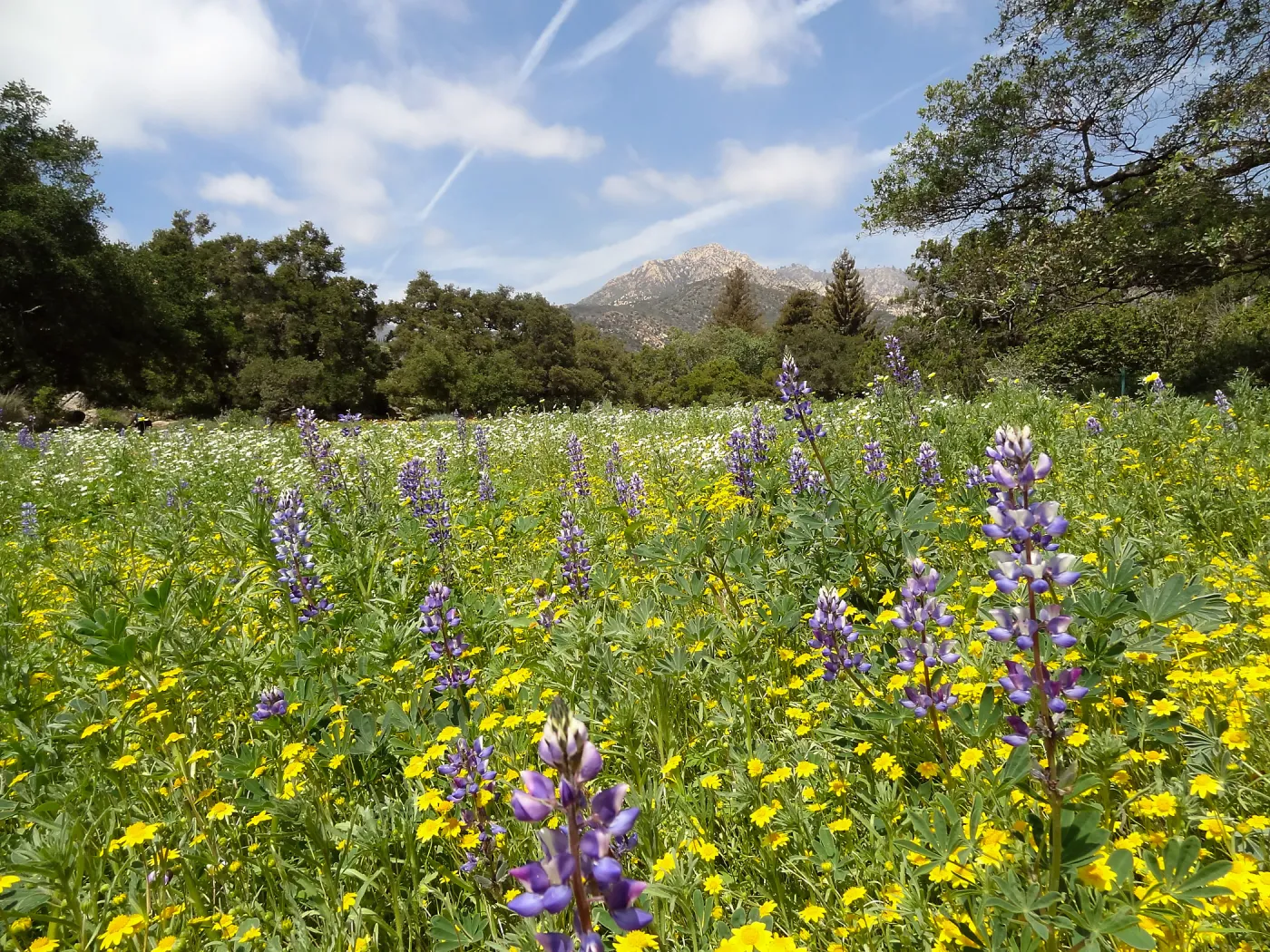 spring wildflower Meadow, 2014 (lupine)