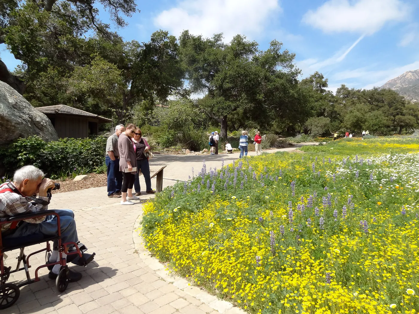 spring wildflower Meadow, 2014