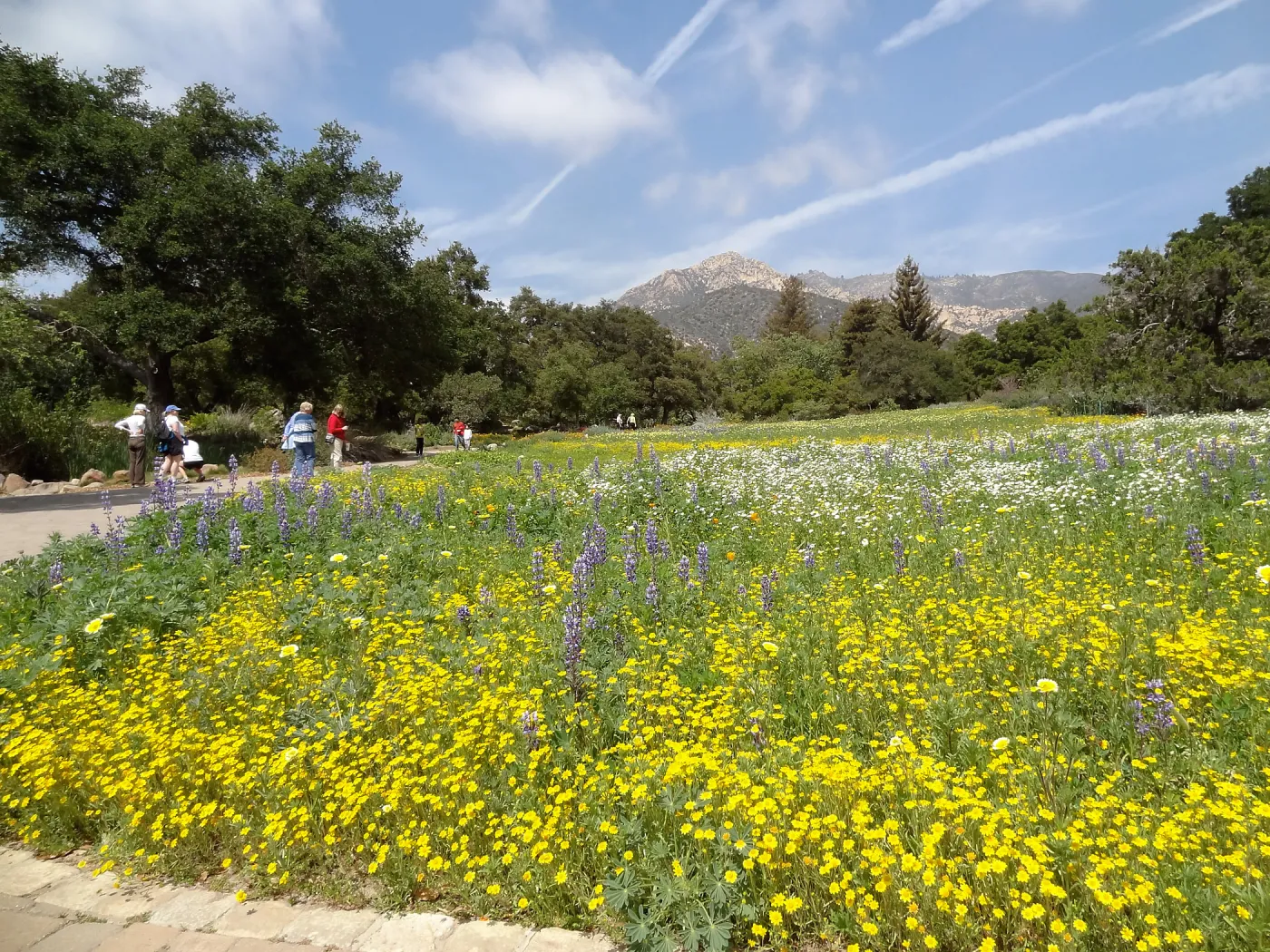 spring wildflower Meadow, 2014