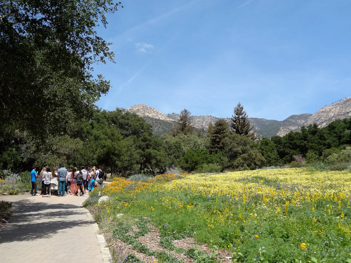 SBCC class, spring wildflower Meadow 2014, SBBG
