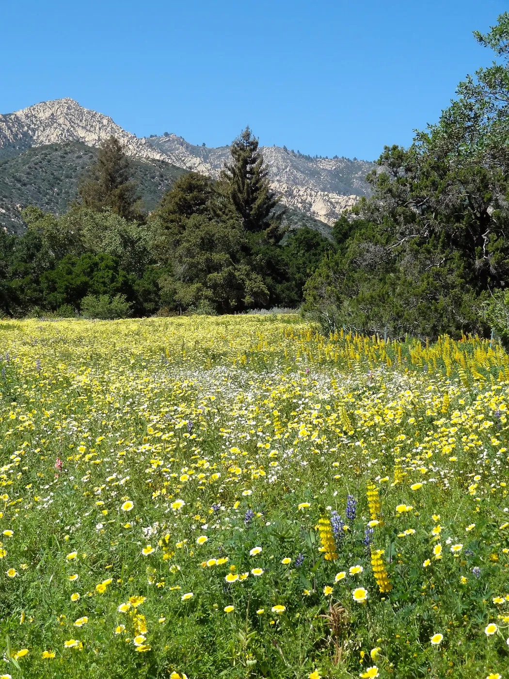 SBBG spring wildflower Meadow, 2014 (lupine) 